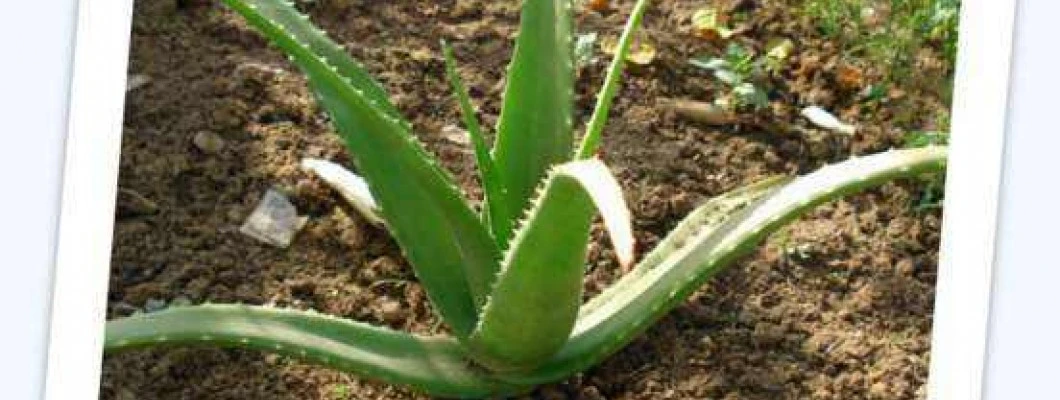 Prava aloja - Aloe vera