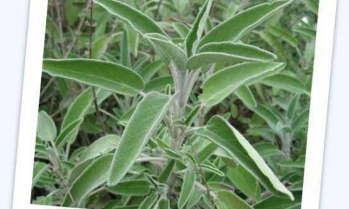 Žajbelj - Salvia officinalis L.