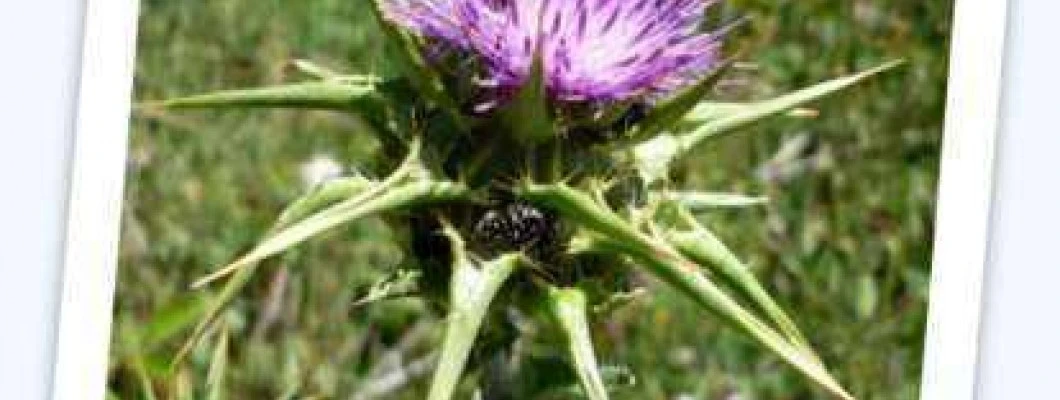 Pegasti badelj – Syilybum marianum L.