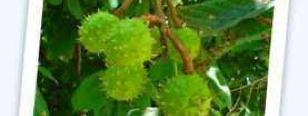 Navadni divji kostanj – Aesculus hippocastanum L.