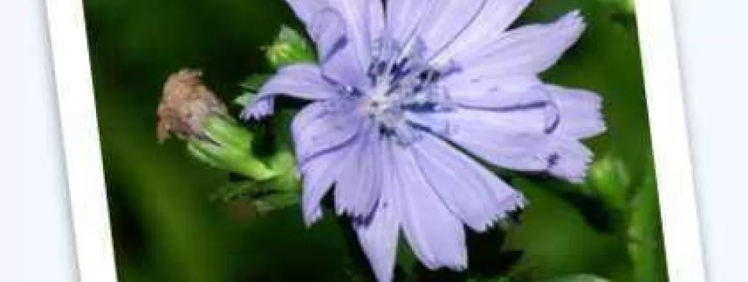 Navadni potrošnik - Cichorium intybus L.