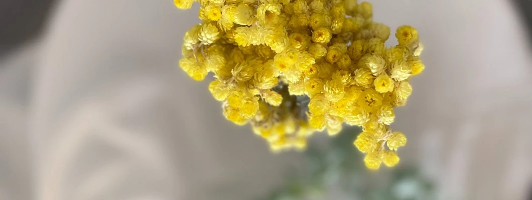 Naravna eleganca: Harmonija smilja in konoplje