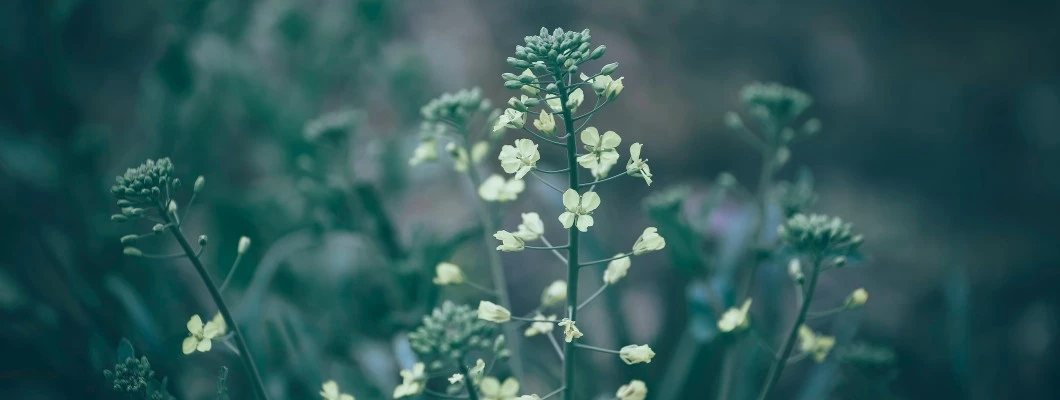 Plešec je drobno čudo narave