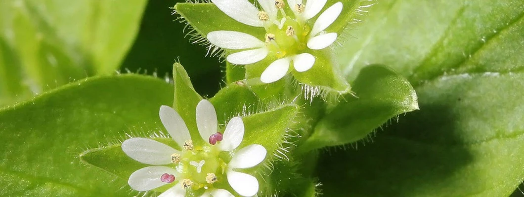Užitne divje rastline