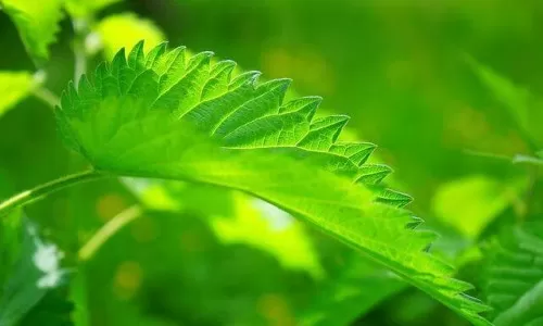 Velika kopriva - Urtica dioica