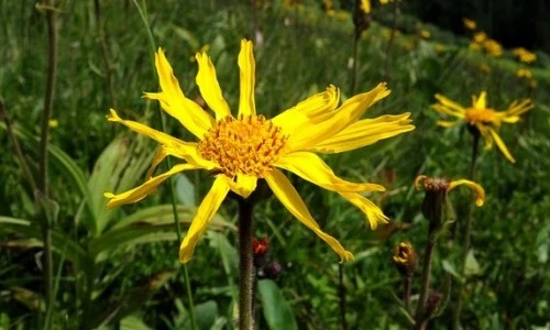 Arnika je redka travniška lepotica, ki živi v hribih