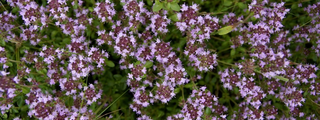Očarljiva materina dušica: Raziskovanje unikatne rastline z edinstvenim vonjem
