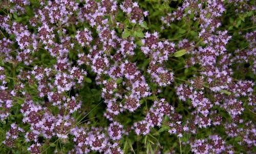 Očarljiva materina dušica: Raziskovanje unikatne rastline z edinstvenim vonjem