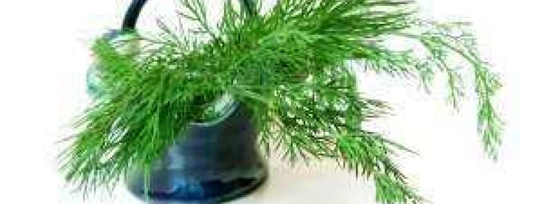 V družbi zdravilnih zelišč