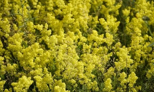 Prava lakota je čudovita rumena dama, ki diši po medu