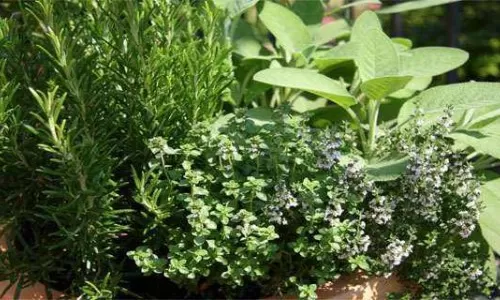 Nasveti kako vključite nekaj zelišč v vašo prehrano