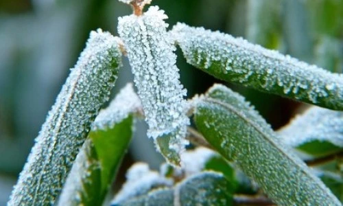 Nasveti zaradi katerih bodo vaša zelišča uspešno prestala zimo