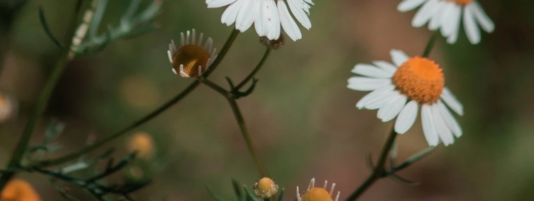 Kamilica - Matricaria chamomilla: Velika dama lepotilnih zelišč