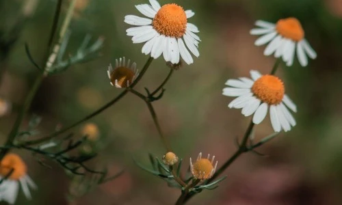 Kamilica - Matricaria chamomilla: Velika dama lepotilnih zelišč