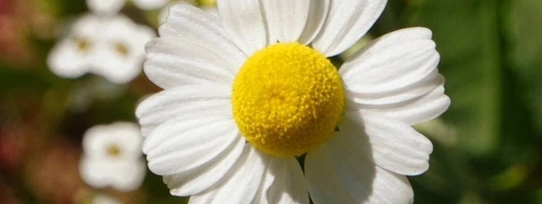 Rimska kamilica je negovalna bela dama