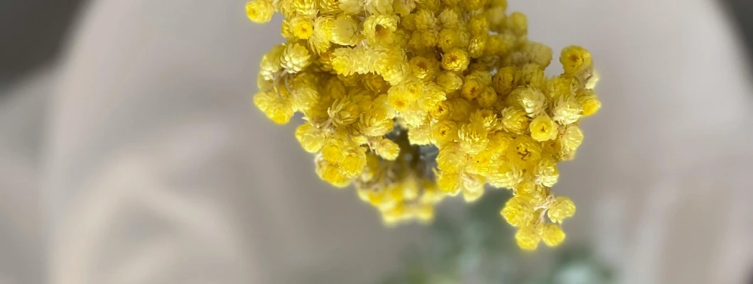 Laški smilj: Čudovita rastlina in balzam za vašo kožo