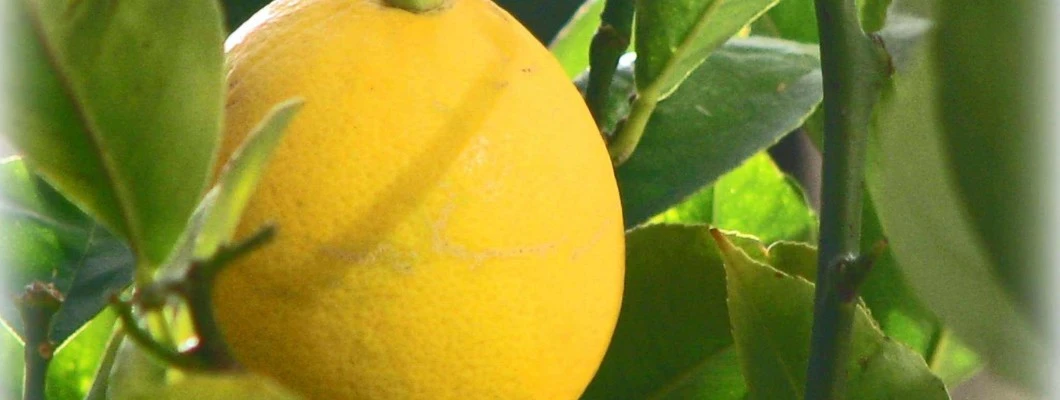 Če ti življenje ponuja limone, si napravi limonado