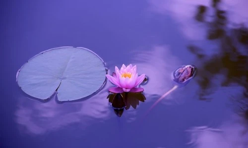 Sproščanje, meditacija, vizualizacija in zbranost