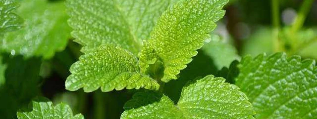 Milina melise nam bo pomagala v trenutkih stresa