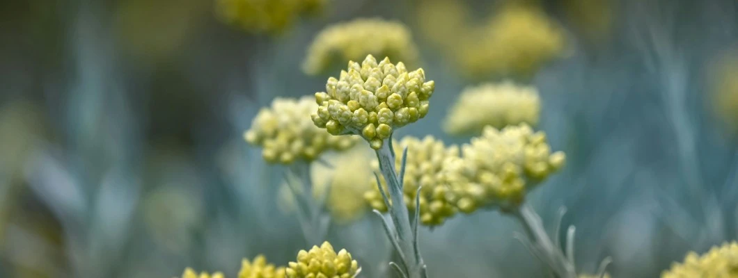 Moč laškega smilja: Kako negovalna krema smilj in konoplja izboljša kožo