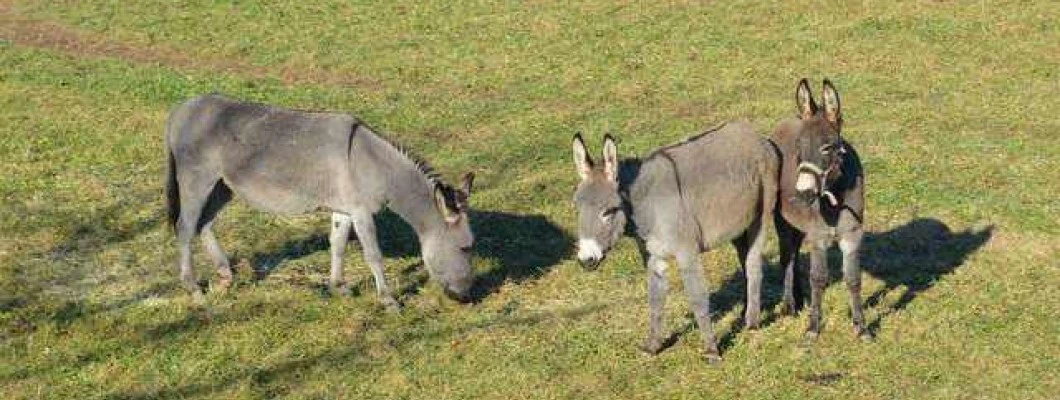 Osličje mleko je prava vitaminska zakladnica