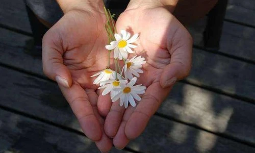 Naravna nega suhih rok