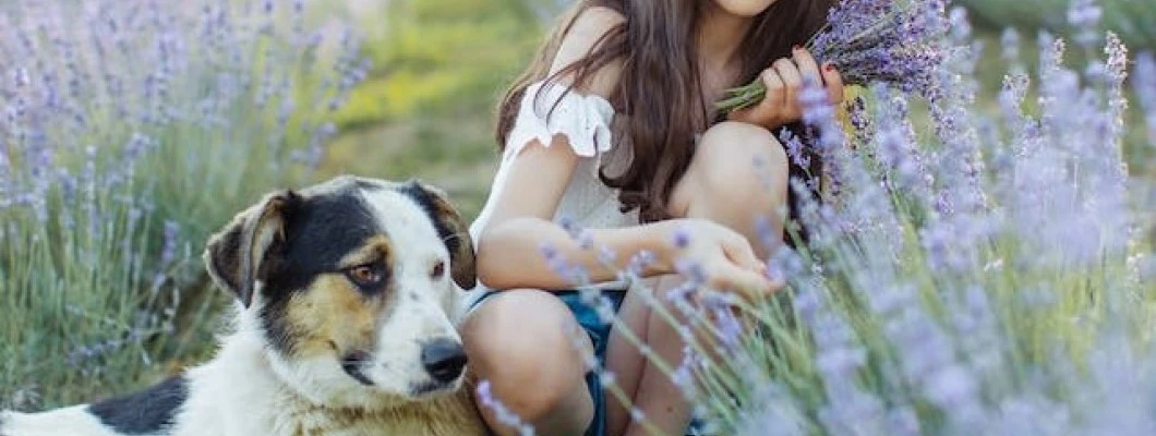 Skrivnostni čar sivke: nežen vonj in odlične lastnosti
