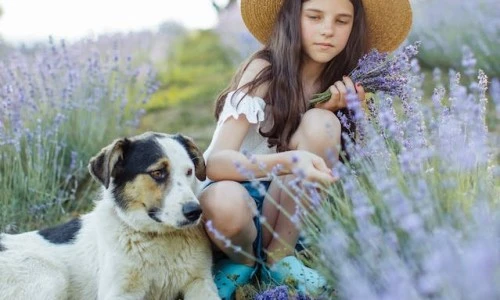 Skrivnostni čar sivke: nežen vonj in odlične lastnosti