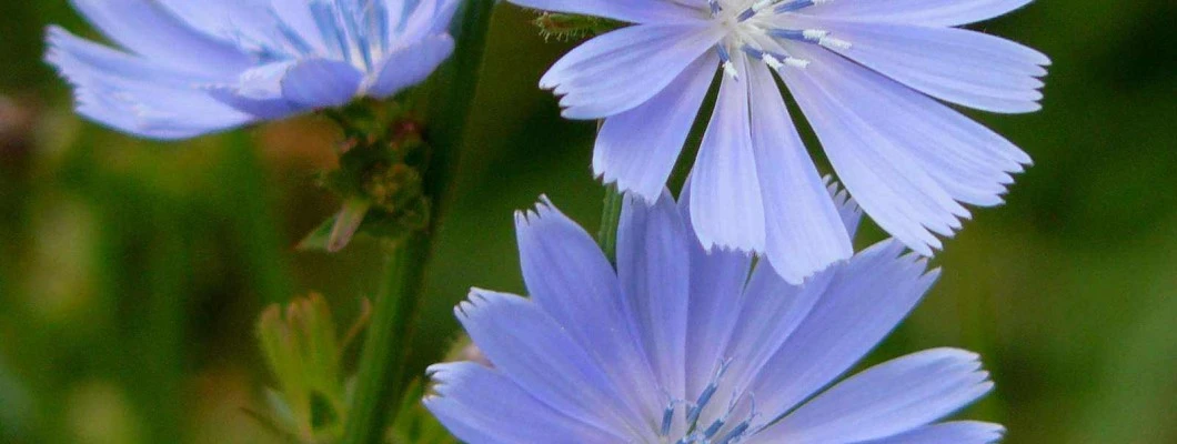 Navadni potrošnik je modri kralj suhih tal