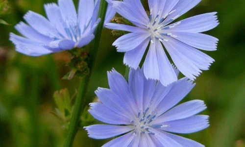 Navadni potrošnik je modri kralj suhih tal