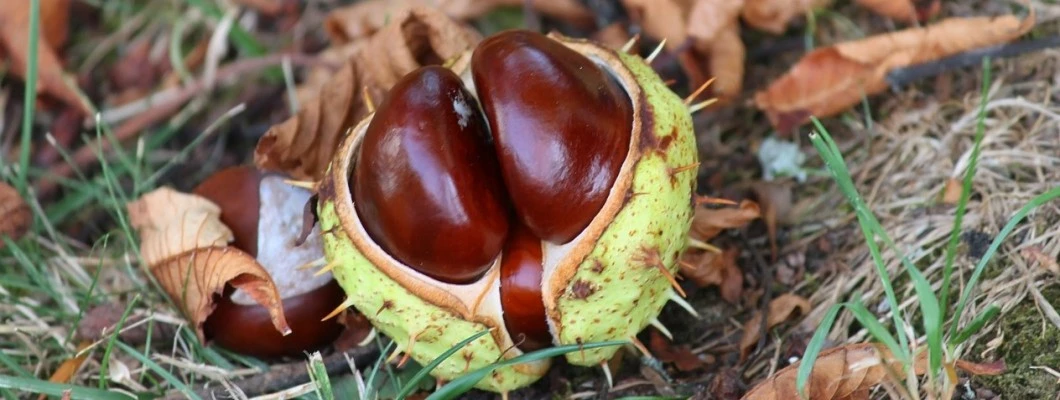 Divji kostanj - Aesculus hippocastanum: Mogočen in uporaben lepotec