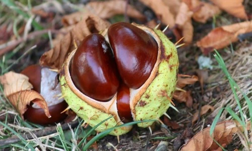 Divji kostanj - Aesculus hippocastanum: Mogočen in uporaben lepotec