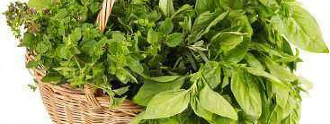 Blagoslov zelišč v starih časih