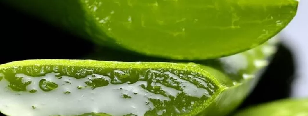 Aloe vera je trdoživa lepotica