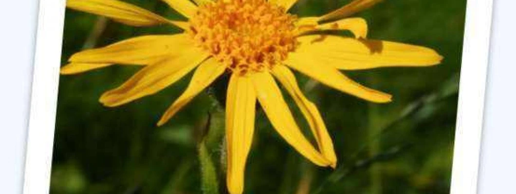 Navadna arnika – Arnica montana L.
