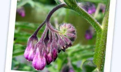 Gabez - Symphytum officinale L.