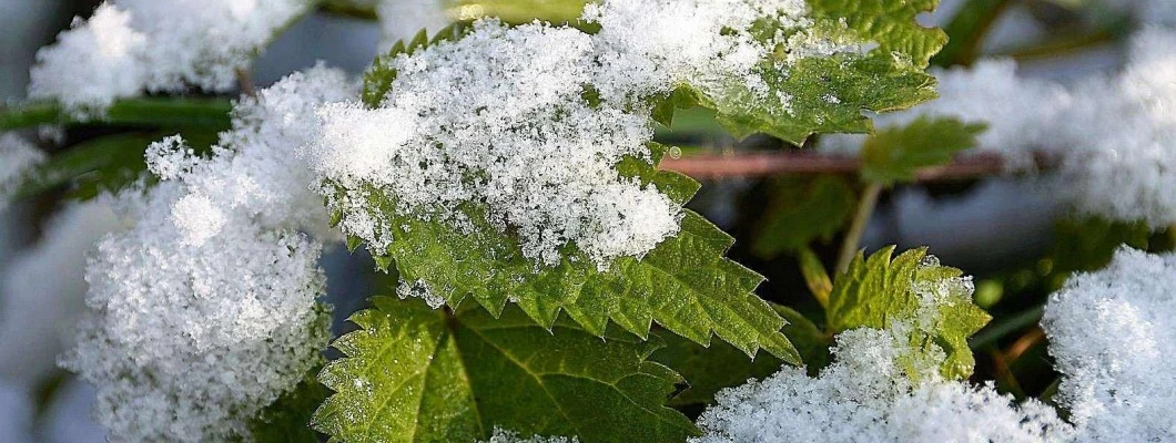 Jedilne cvetlice in divje rastline v zimskih dneh