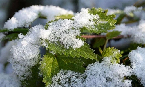 Jedilne cvetlice in divje rastline v zimskih dneh