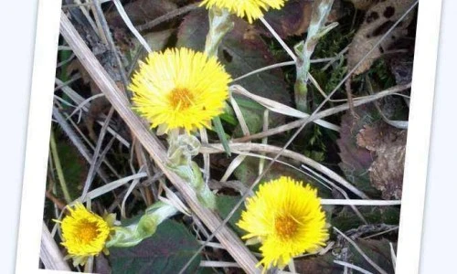 Navadni Lapuh – Tussilago farfara
