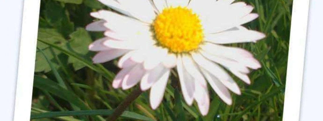 Navadna marjetica - Bellis perennis L.