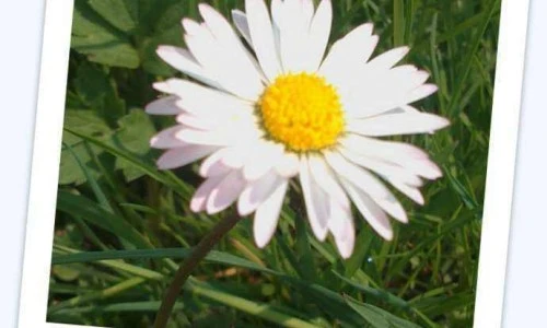 Navadna marjetica - Bellis perennis L.