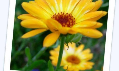Vrtni ognjič - Calendula officinalis L.