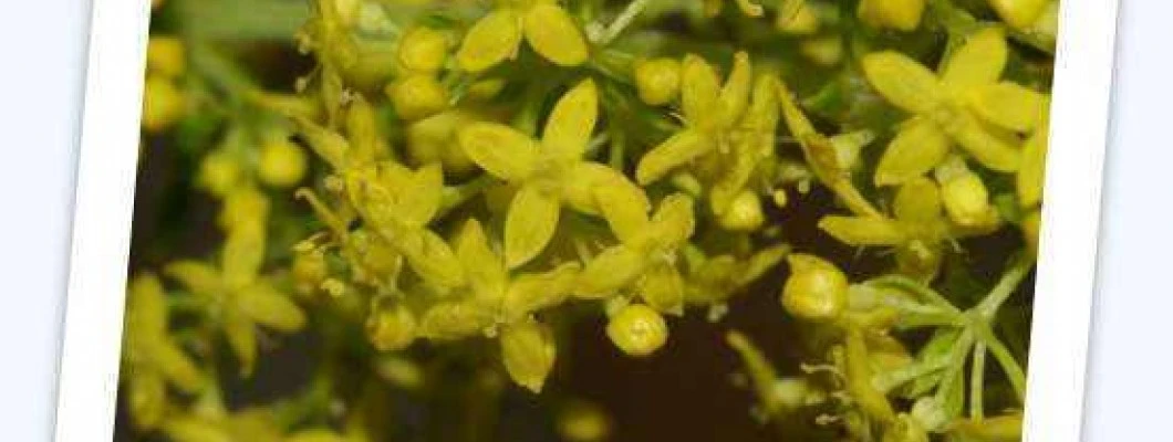 Prava Lakota - Galium verum L.