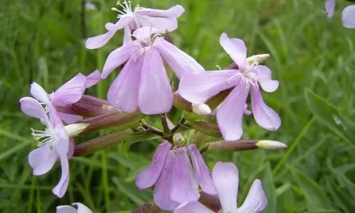 Milnica - Saponaria officinalis
