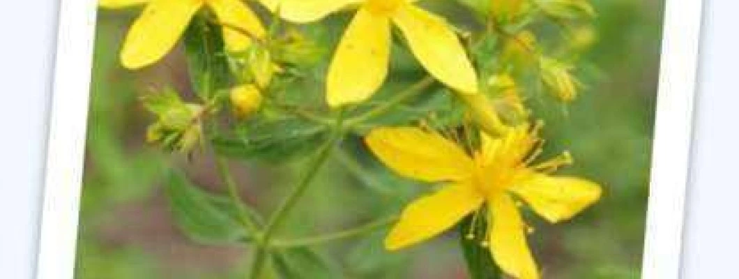 Šentjanževka - Hypericum perforatum
