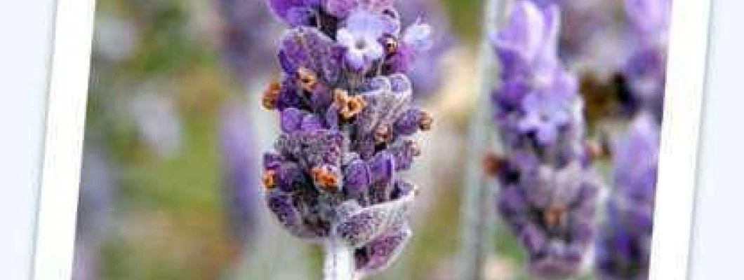 Sivka - Lavandula officinalis Chaix