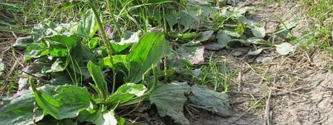 Veliki trpotec - Plantago major