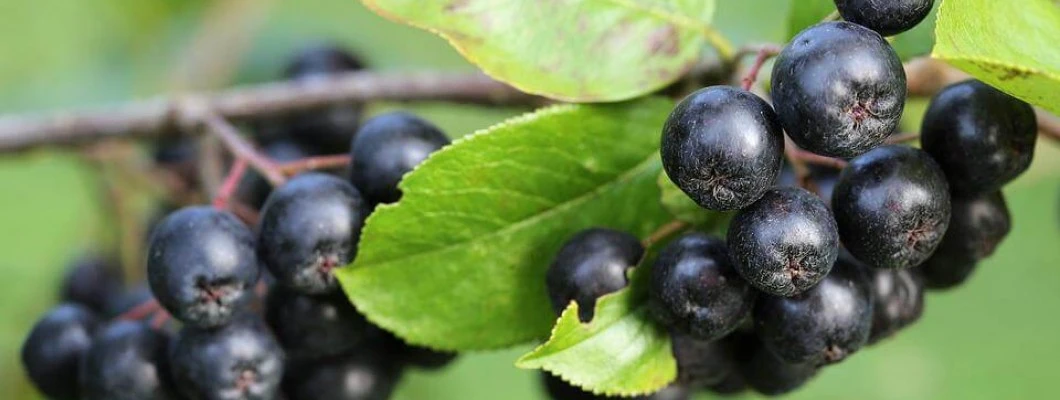 Aronija - Aronia melanocarpa