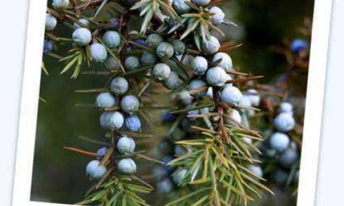 Navadni brin - Juniperus communis L.