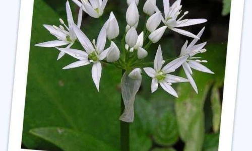 Čemaž – Allium ursinum L.